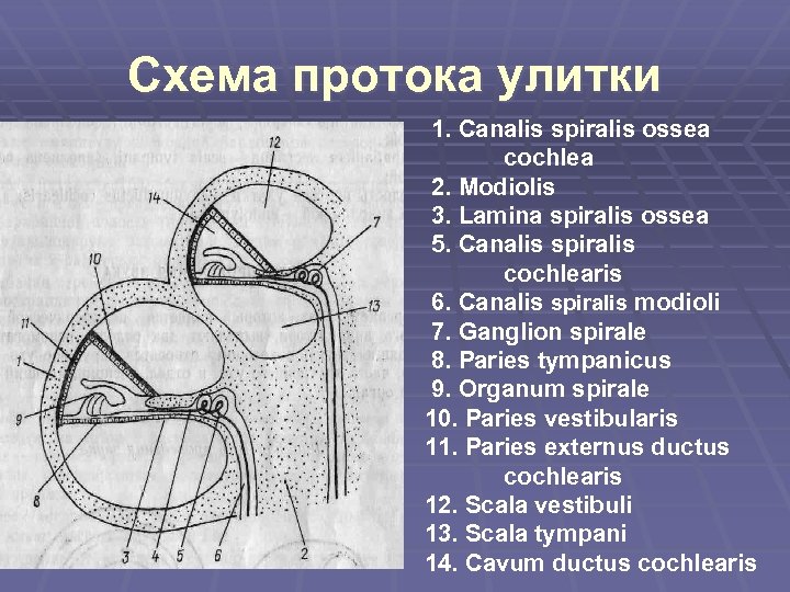 Схема протока улитки 1. Canalis spiralis ossea cochlea 2. Modiolis 3. Lamina spiralis ossea