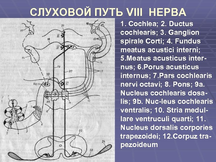 СЛУХОВОЙ ПУТЬ VIII НЕРВА 1. Cochlea; 2. Ductus cochlearis; 3. Ganglion spirale Corti; 4.