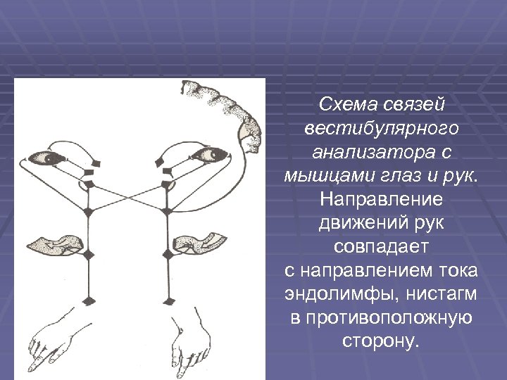 Мышечный анализатор схема