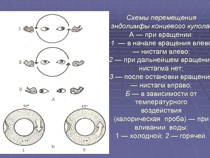 Схемы перемещения эндолимфы концевого купола: А — при вращении: 1 — в начале вращения
