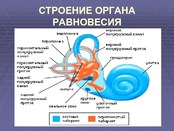 СТРОЕНИЕ ОРГАНА РАВНОВЕСИЯ 