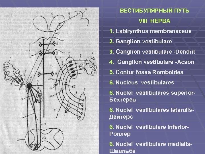 ВЕСТИБУЛЯРНЫЙ ПУТЬ VIII НЕРВА 1. Labirynthus membranaceus 2. Ganglion vestibulare 3. Ganglion vestibulare -Dendrit