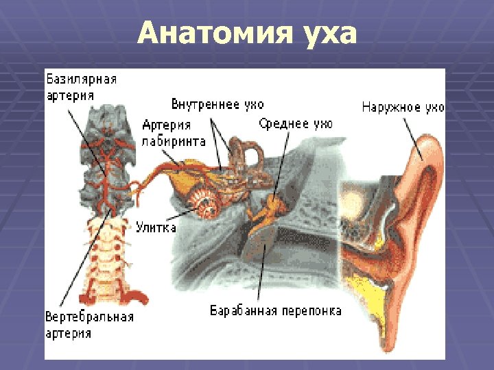 Анатомия уха 