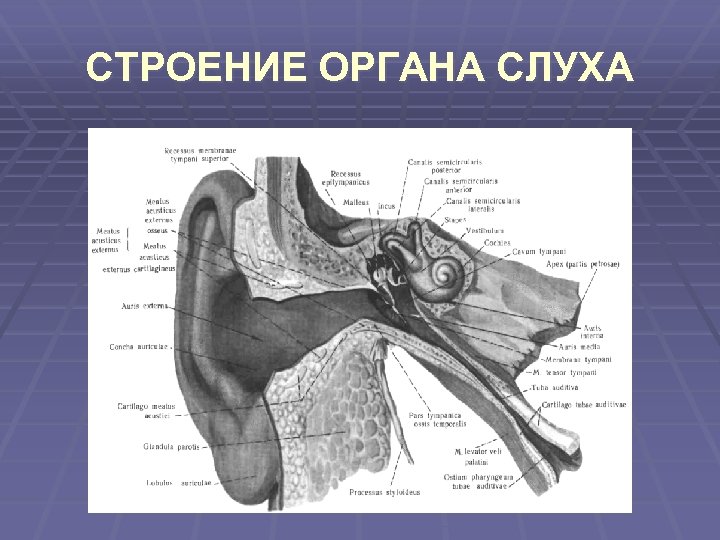 Презентация анатомия лор органов