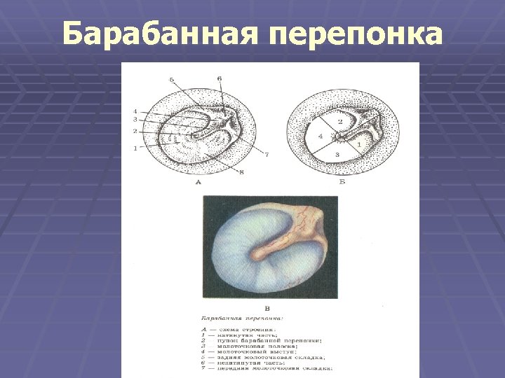 Барабанная перепонка 