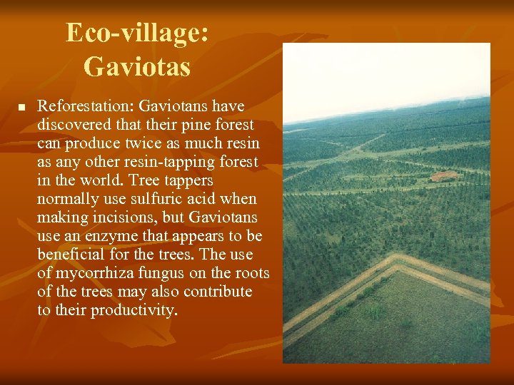 Eco-village: Gaviotas n Reforestation: Gaviotans have discovered that their pine forest can produce twice