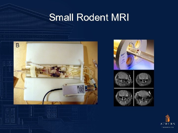 Small Rodent MRI 