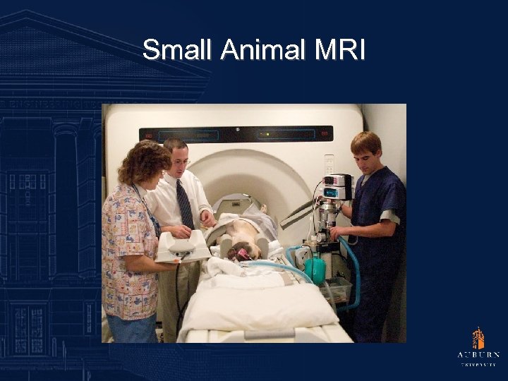 Small Animal MRI 