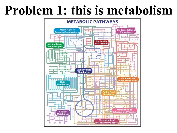Problem 1: this is metabolism 