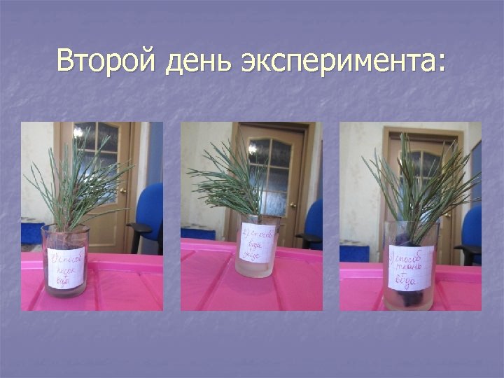 Второй день эксперимента: 