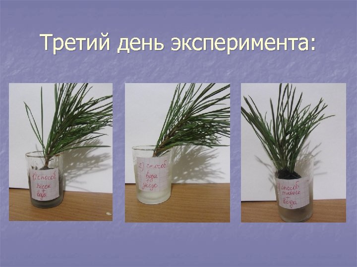 Третий день эксперимента: 