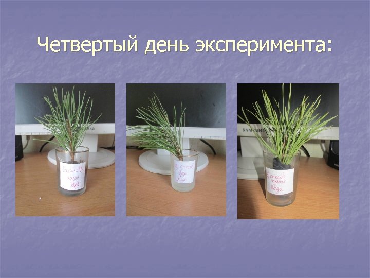 Четвертый день эксперимента: 