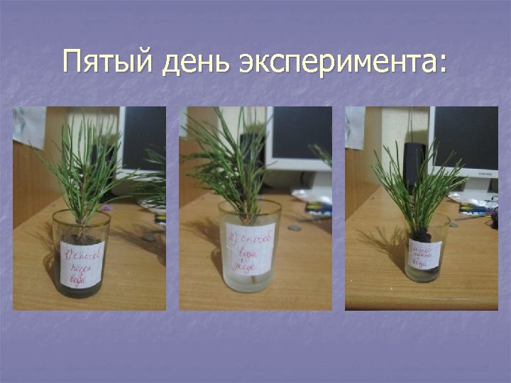 Пятый день эксперимента: 