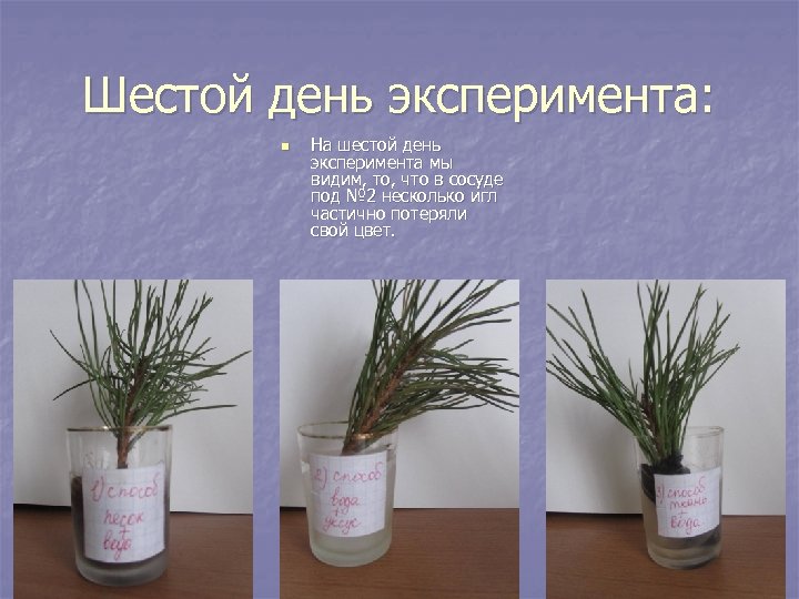 Шестой день эксперимента: n На шестой день эксперимента мы видим, то, что в сосуде