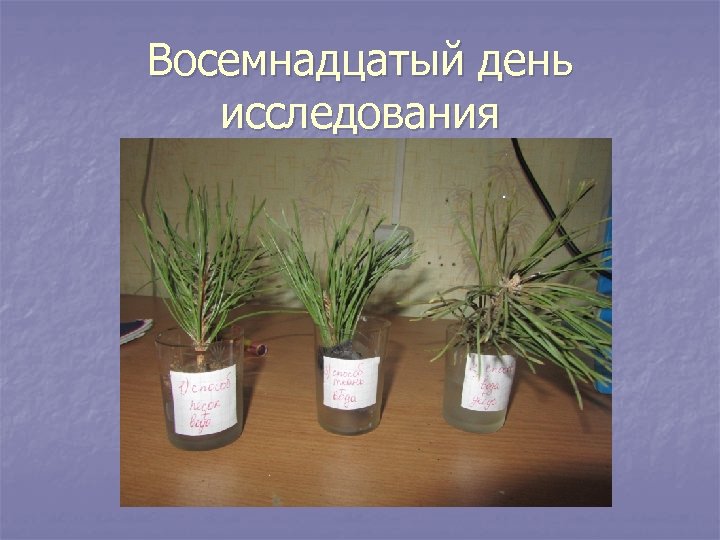 Восемнадцатый день исследования 