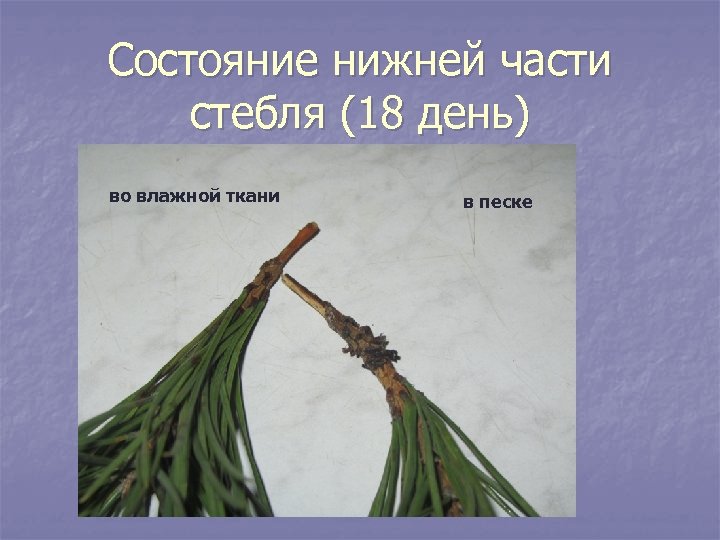 Состояние нижней части стебля (18 день) во влажной ткани в песке 