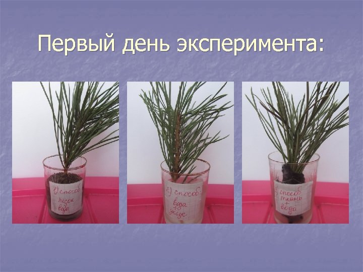 Первый день эксперимента: 