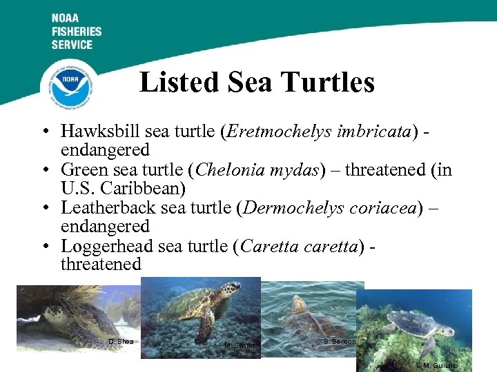Listed Sea Turtles • Hawksbill sea turtle (Eretmochelys imbricata) endangered • Green sea turtle