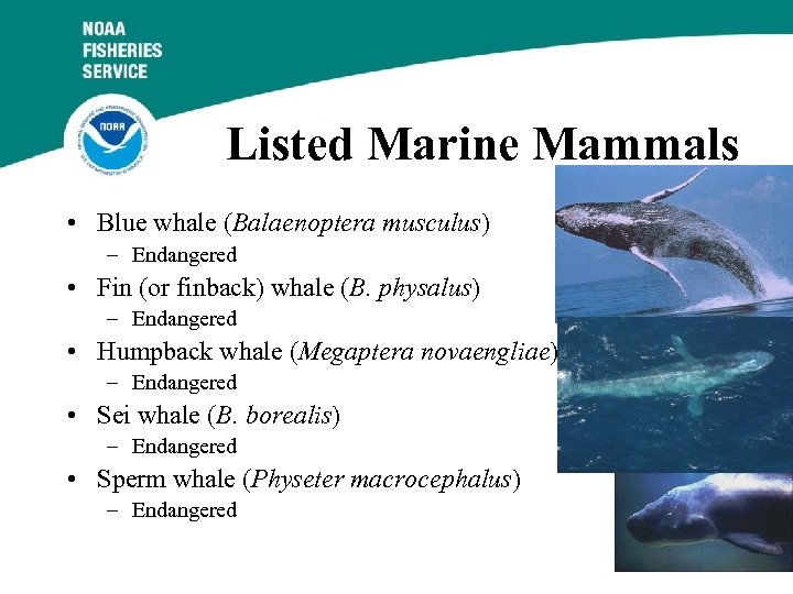 Listed Marine Mammals • Blue whale (Balaenoptera musculus) – Endangered • Fin (or finback)