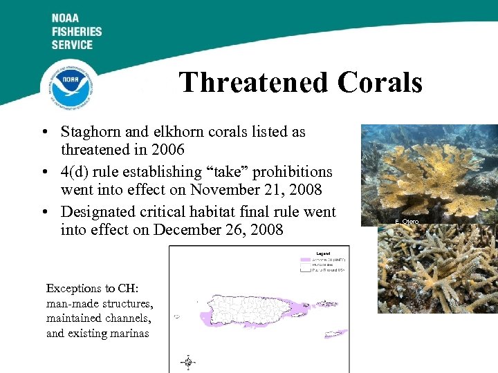 Threatened Corals • Staghorn and elkhorn corals listed as threatened in 2006 • 4(d)