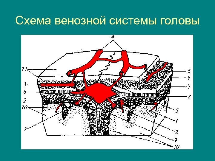 Схема венозной системы головы 