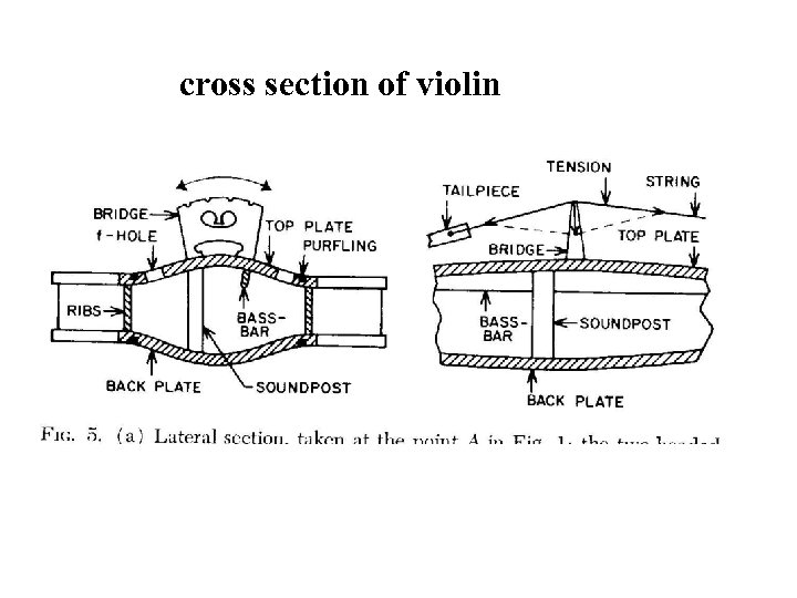 cross section of violin 
