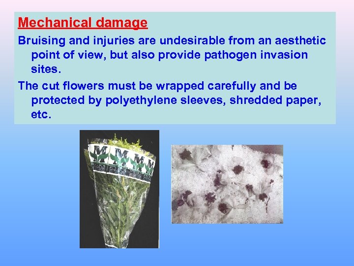 Mechanical damage Bruising and injuries are undesirable from an aesthetic point of view, but