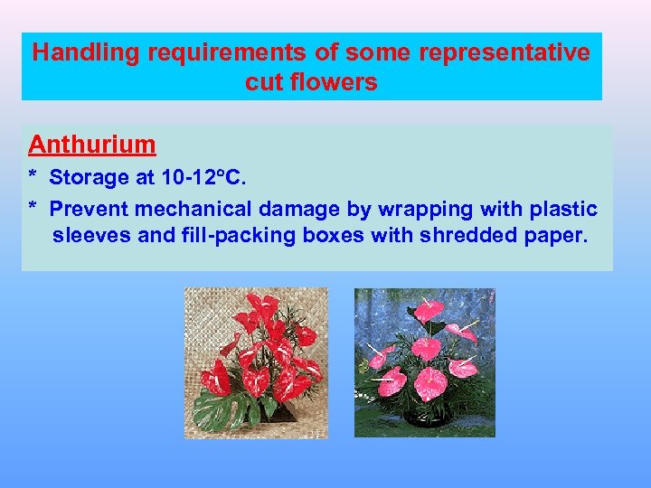 Handling requirements of some representative cut flowers Anthurium * Storage at 10 -12 C.
