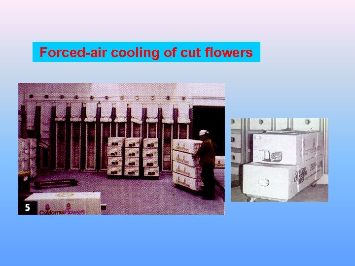 Forced-air cooling of cut flowers 
