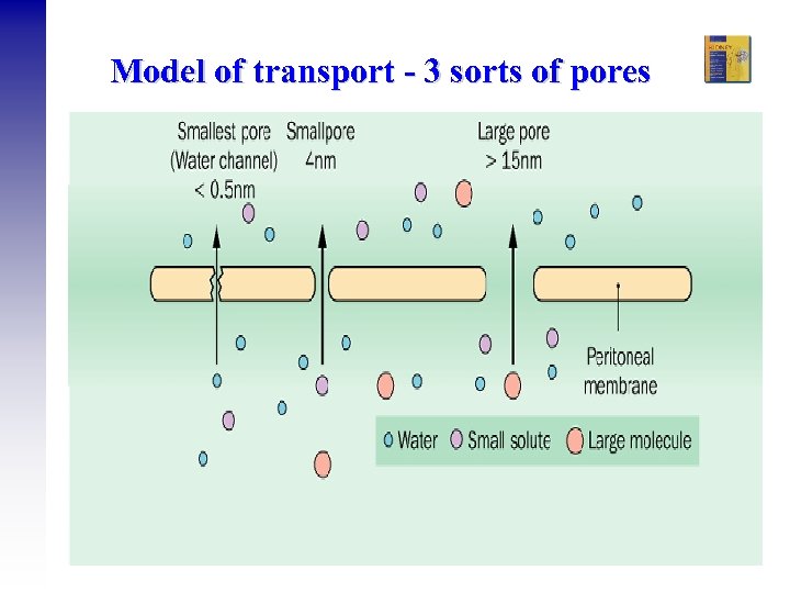 Model of transport - 3 sorts of pores Ramesh Khanna & Karl D. Nolph