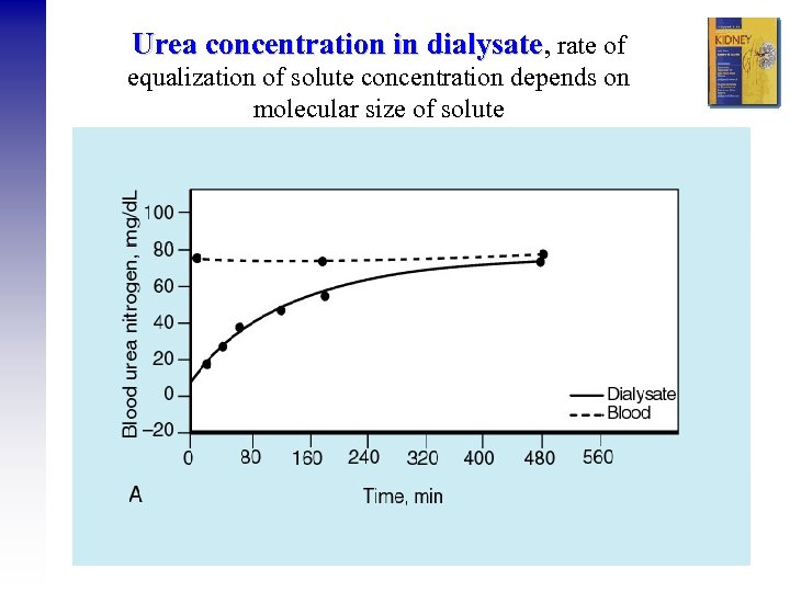 Urea concentration in dialysate, rate of dialysate equalization of solute concentration depends on molecular