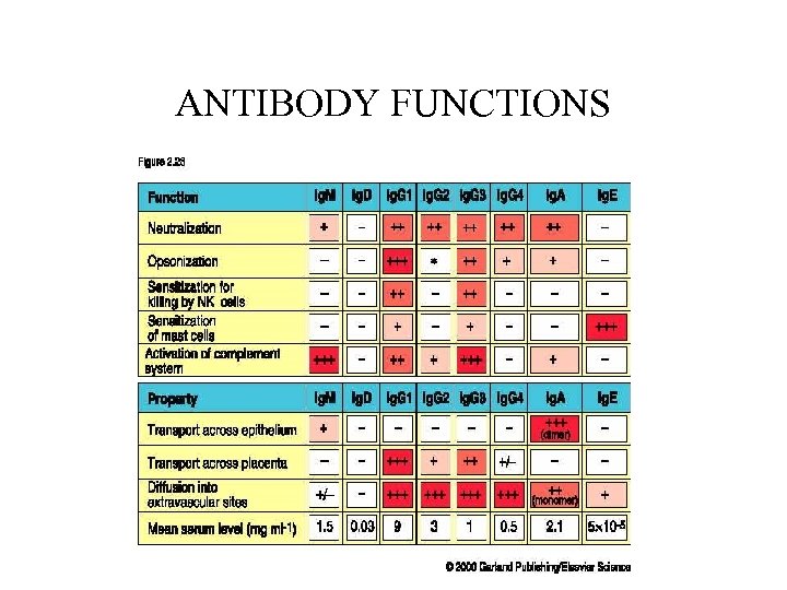 ANTIBODY FUNCTIONS 
