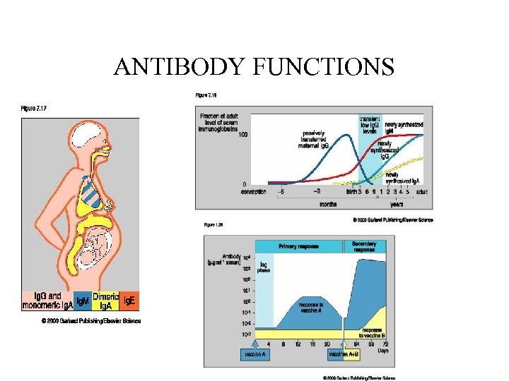 ANTIBODY FUNCTIONS 