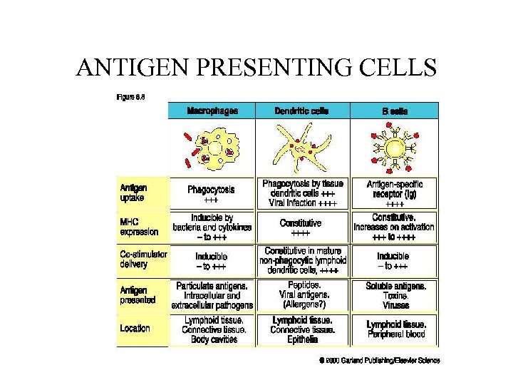 ANTIGEN PRESENTING CELLS 