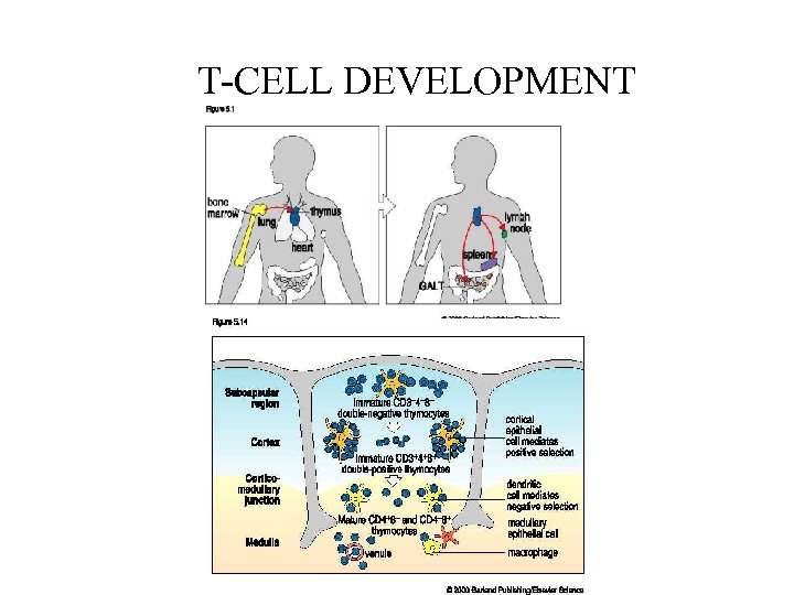 T-CELL DEVELOPMENT 