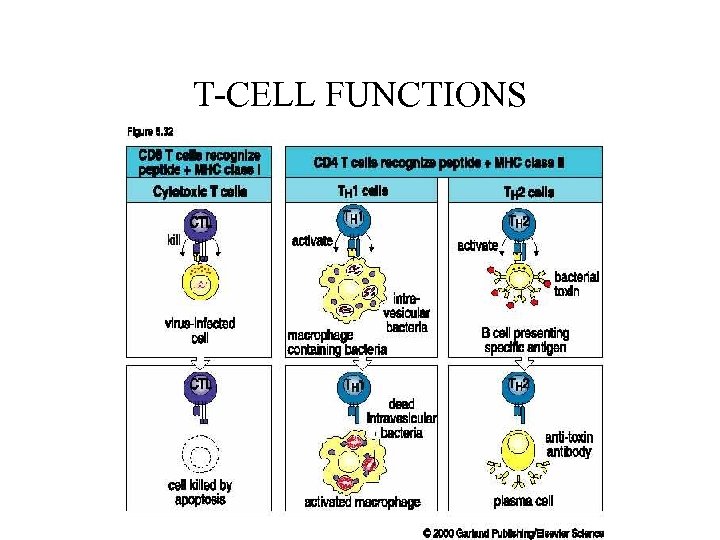 T-CELL FUNCTIONS 