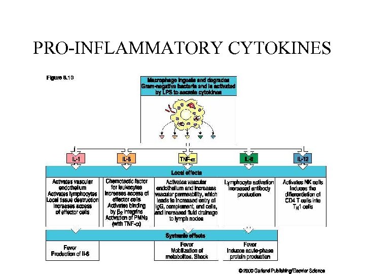 PRO-INFLAMMATORY CYTOKINES 