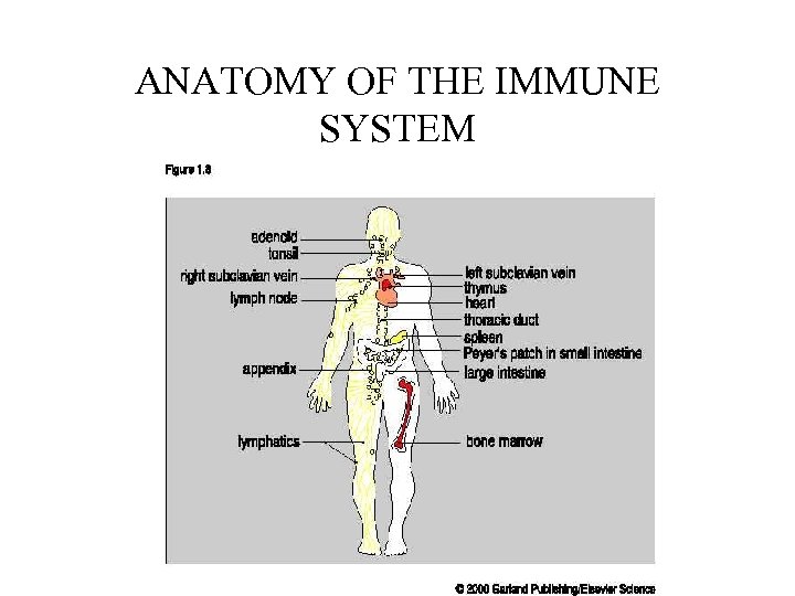 ANATOMY OF THE IMMUNE SYSTEM 