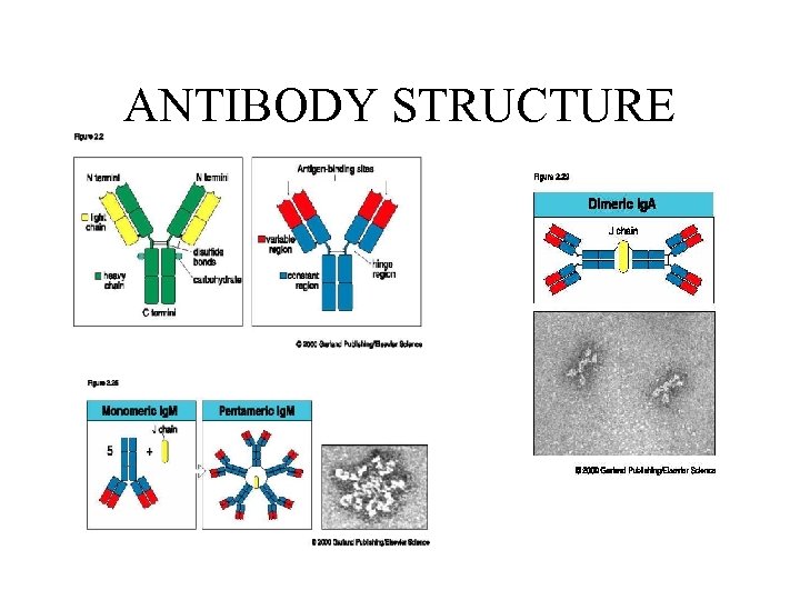 ANTIBODY STRUCTURE 