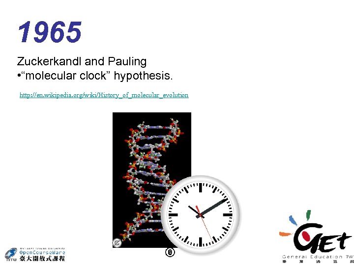 1965 Zuckerkandl and Pauling • “molecular clock” hypothesis. http: //en. wikipedia. org/wiki/History_of_molecular_evolution 24 