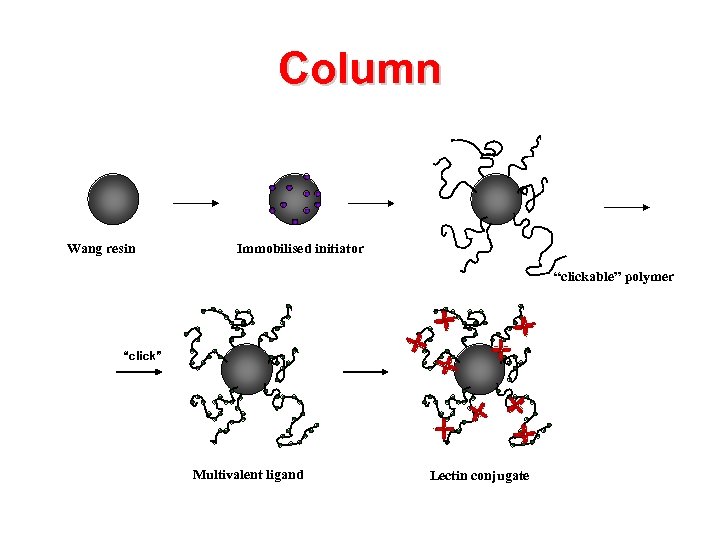 Column Wang resin Immobilised initiator “clickable” polymer “click” Multivalent ligand Lectin conjugate 