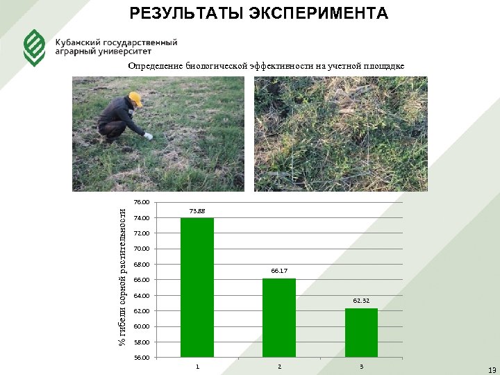 РЕЗУЛЬТАТЫ ЭКСПЕРИМЕНТА Определение биологической эффективности на учетной площадке % гибели сорной растительности 76. 00