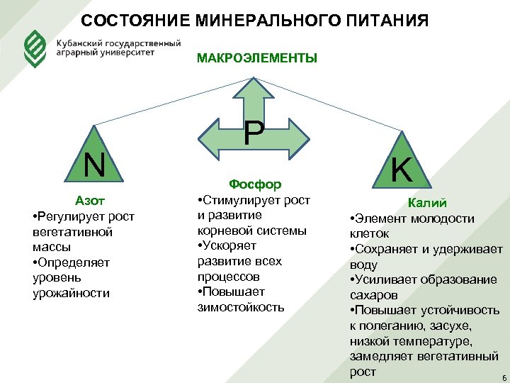 СОСТОЯНИЕ МИНЕРАЛЬНОГО ПИТАНИЯ МАКРОЭЛЕМЕНТЫ N Азот • Регулирует рост вегетативной массы • Определяет уровень