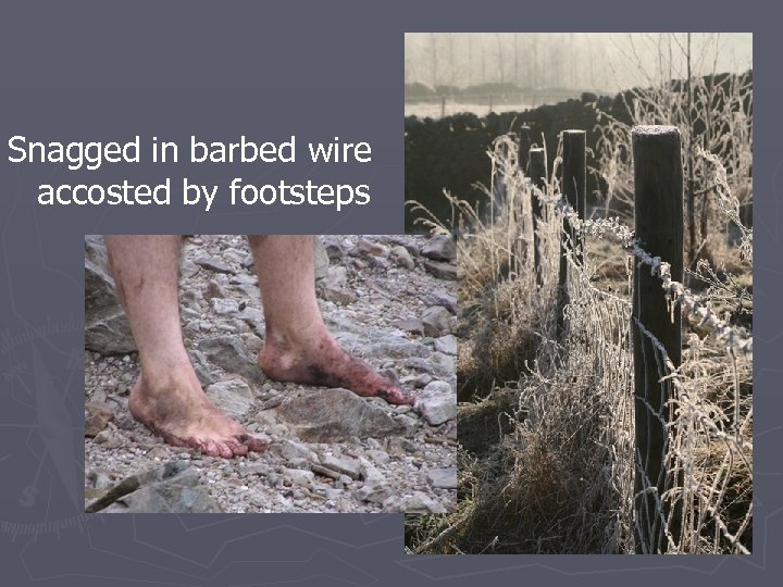 Snagged in barbed wire accosted by footsteps 