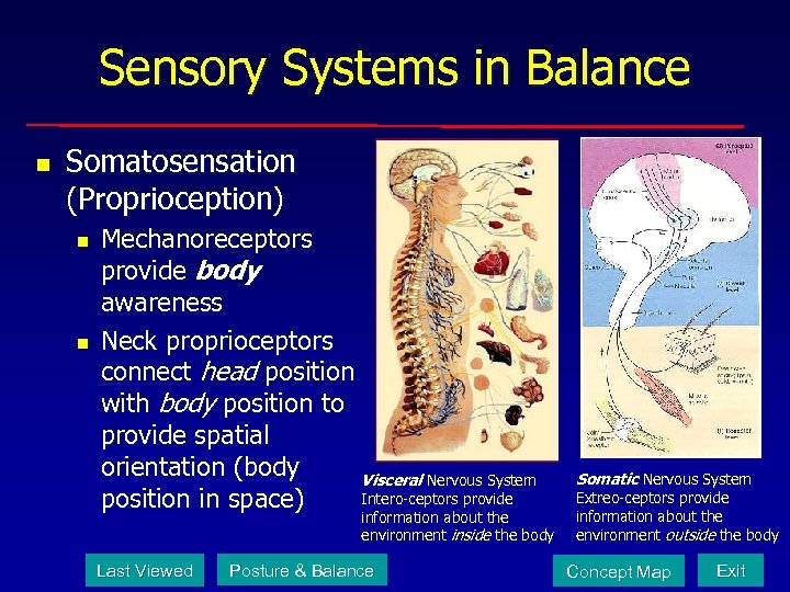 Sensory Systems in Balance n Somatosensation (Proprioception) n n Mechanoreceptors provide body awareness Neck