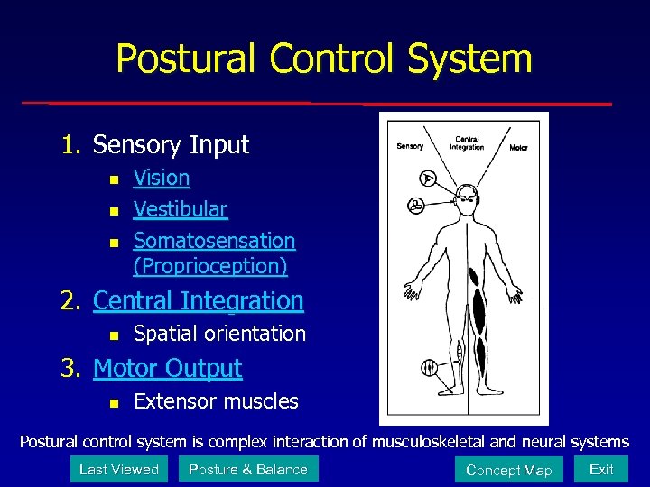Postural Control System 1. Sensory Input n n n Vision Vestibular Somatosensation (Proprioception) 2.