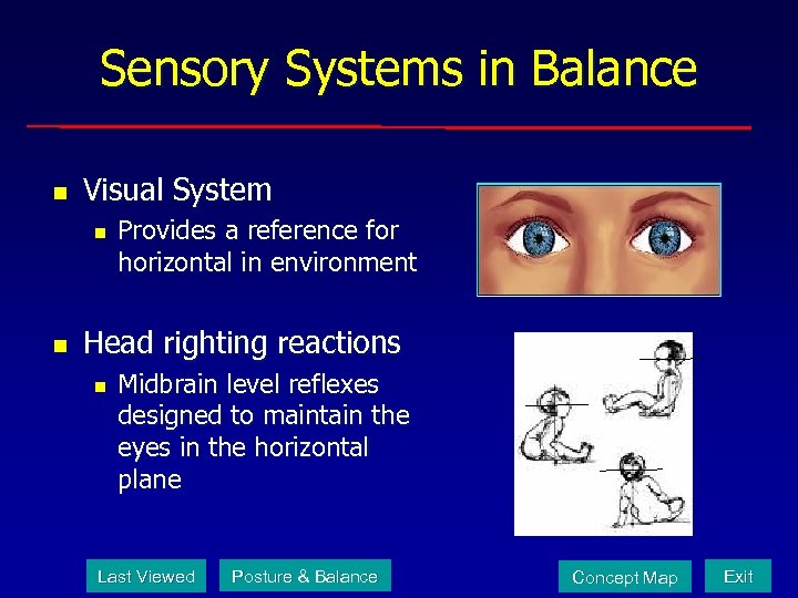 Sensory Systems in Balance n Visual System n n Provides a reference for horizontal