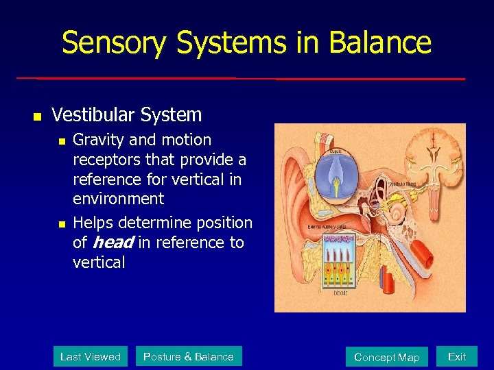 Sensory Systems in Balance n Vestibular System n n Gravity and motion receptors that