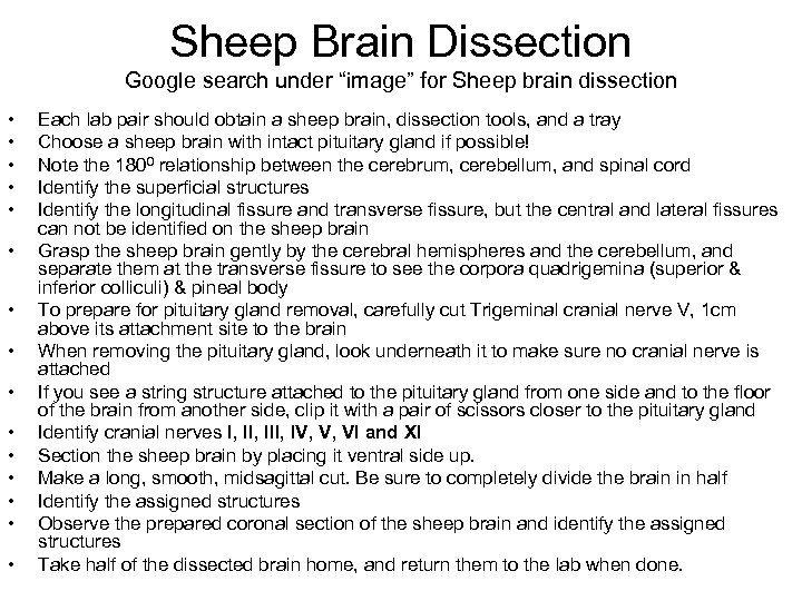 Sheep Brain Dissection Google search under “image” for Sheep brain dissection • • •