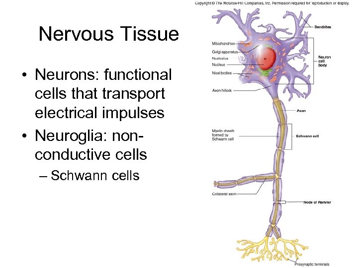 Nervous Tissue • Neurons: functional cells that transport electrical impulses • Neuroglia: nonconductive cells